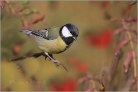 <p>SÝKORA KOŇADRA (Parus major)</p>